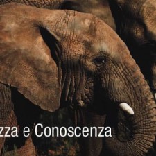 Virtù: Saggezza e Conoscenza